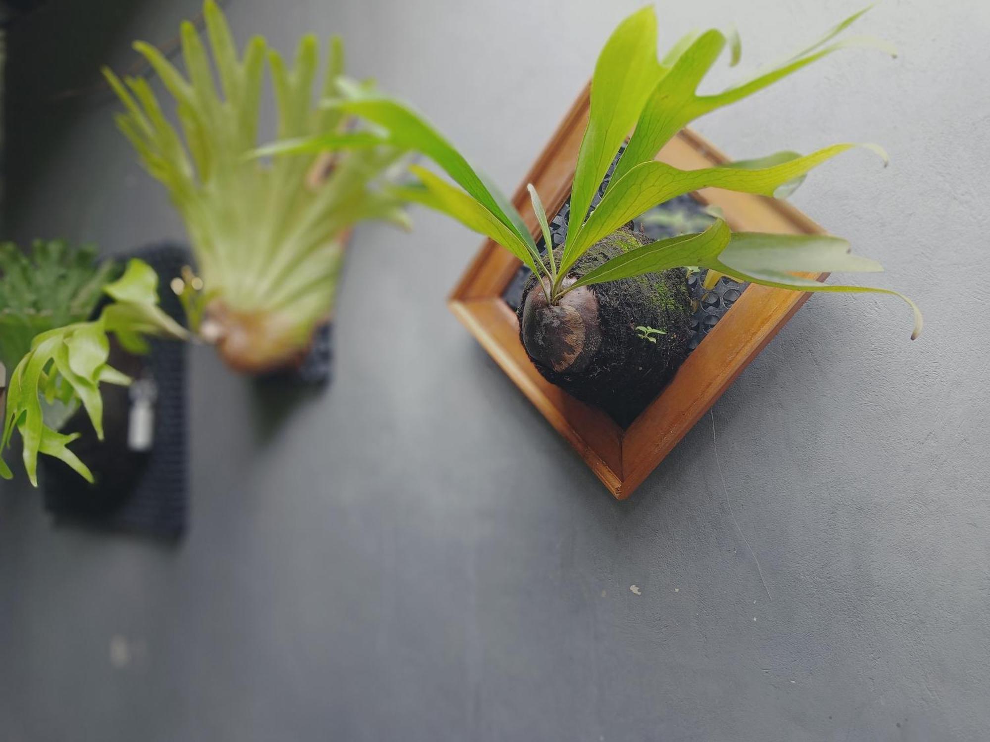 Sudana Homestay Ubud Exteriér fotografie